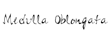 Medulla Oblongata Font Image